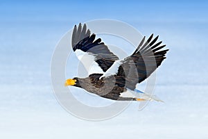 Steller`s sea eagle, Haliaeetus pelagicus, flying bird of prey, with forest in background, Hokkaido, Japan. Eagle with nature