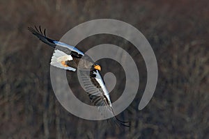 Steller`s sea eagle, Haliaeetus pelagicus, flying bird of prey, with forest in background, Hokkaido, Japan. Eagle with nature