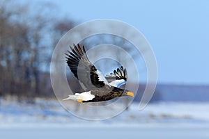 Steller\'s sea eagle, Haliaeetus pelagicus, flying bird of prey, with forest in background, Hokkaido, Japan. Eagle with nature