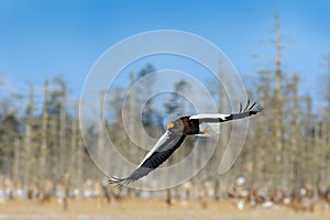 Steller`s sea eagle, Haliaeetus pelagicus, flying bird of prey, with forest in background, Hokkaido, Japan. Eagle with nature