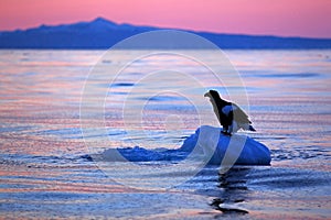 Steller`s sea eagle, Haliaeetus pelagicus, morning sunrise, Hokkaido, Japan. Eagle floating in sea on ice. Wildlife behaviour sce