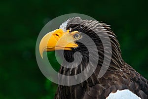 Steller`s sea eagle, Haliaeetus pelagicus, portrait of brown bird of prey with big yellow bill, Kamchatka, Russia. Beautiful