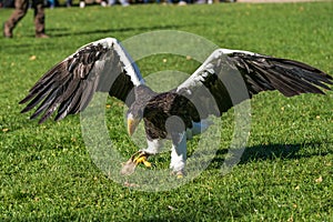 The Steller`s sea eagle, Haliaeetus pelagicus s a large bird of prey