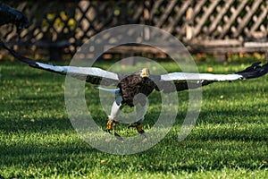 The Steller`s sea eagle, Haliaeetus pelagicus s a large bird of prey