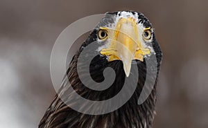 Steller's sea eagle (Haliaeetus pelagicus). Wildlife animal