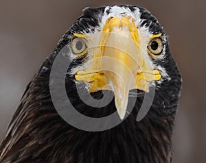 Steller's sea eagle (Haliaeetus pelagicus). Wildlife animal