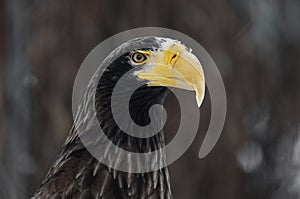 Steller's sea eagle (Haliaeetus pelagicus). Wildlife animal