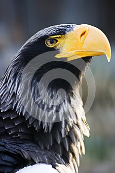 StellerÂ´s sea-eagle - head