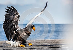 Steller`s sea eagle landing.  Scientific name: Haliaeetus pelagicus.