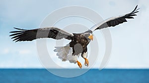 Steller`s sea eagle landing.  Scientific name: Haliaeetus pelagicus. Blue sky and ocean background.