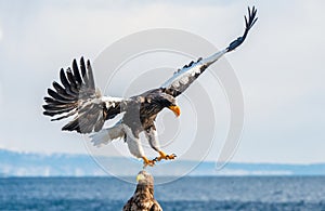 Steller`s sea eagle landing. Scientific name: Haliaeetus pelagicus. Blue sky and ocean background