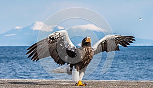 Steller`s sea eagle landing.  Scientific name: Haliaeetus pelagicus. Snow covered mountains, blue sky and ocean background.