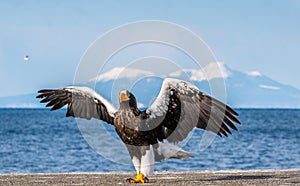 Steller`s sea eagle landing.  Scientific name: Haliaeetus pelagicus. Snow covered mountains, blue sky and ocean background.