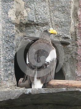 Steller`s sea eagle / Pacific sea eagle