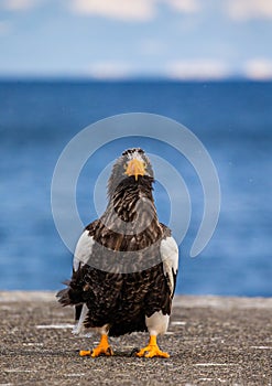 Steller`s sea eagle on the pier in the port. Japan. Hokkaido.