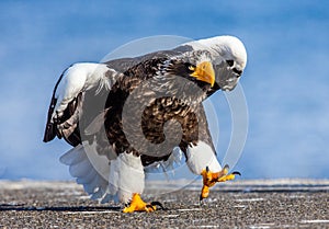 Steller`s sea eagle on the pier in the port. Japan. Hokkaido.