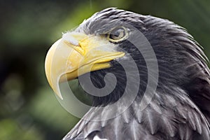 Steller`s Sea Eagle, predator with yellow beak and mean looking eyes.