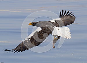 Steller's sea eagle with prey