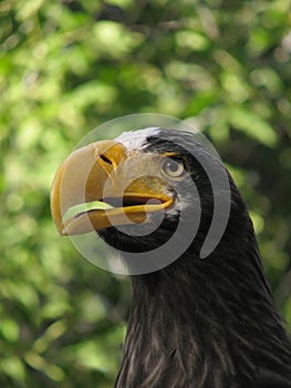 Steller's sea eagle shout