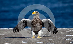 Steller`s sea eagle is sitting on a concrete pier against the background of the sea. Japan. Hokkaido.