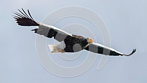 Steller`s sea eagle. Sky background.