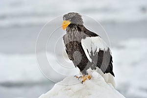 Steller's Sea eagle
