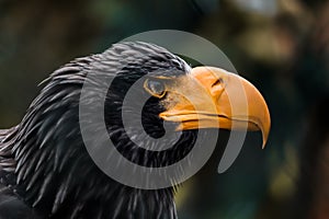 Steller's sea eagle a sturdy eagle