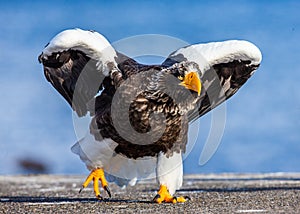 Steller`s sea eagle is walking along the pier in the port. Funny pose. Japan. Hokkaido.