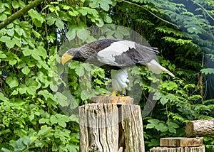 Steller`s sea eagle in Walsrode Bird Park, Germany. Large bird of prey. Horizontal