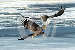Steller`s sea eagle and white-tailed eagle fighting over fish, Hokkaido, Japan, majestic sea raptors with big claws and beaks,