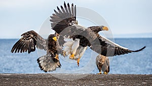 Steller`s sea eagle and White-tailed eagle in flight on background blue sky. Japan. Hokkaido.