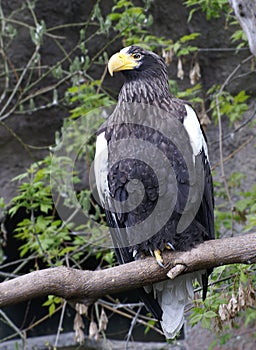 Steller`s sea eagle - winged predator