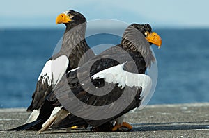 Steller`s sea eagles. Closeup portrait.