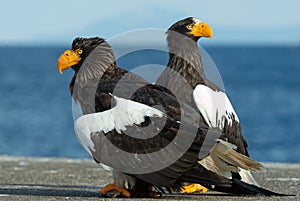 Steller`s sea eagles. Scientific name: Haliaeetus pelagicus.