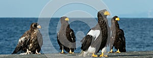 Steller`s sea eagles. Scientific name: Haliaeetus pelagicus.