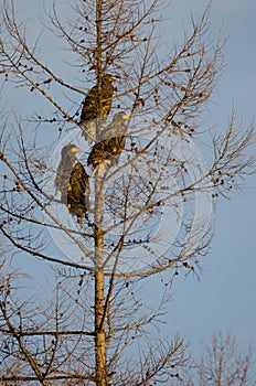 Steller\'s sea eagles on a tree