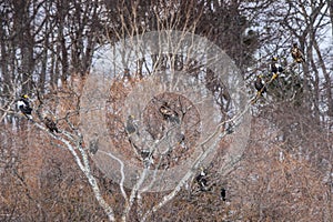 Steller`s sea eagles on the tree in the winter forest.   Scientific name: Haliaeetus pelagicus. Natural Habitat. Winter season