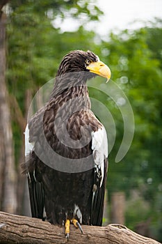 Steller sea-eagle