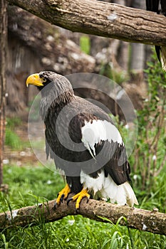 Steller sea-eagle