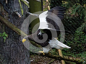 Steller Sea Eagle in Flight