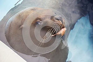 Steller sea lion.