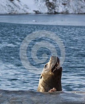 Steller sea lion