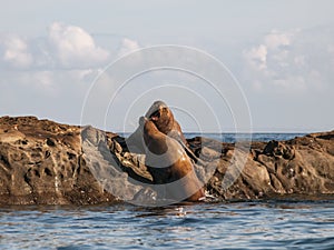 Steller Sea Lion Aggression