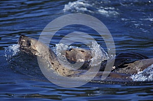 Steller Sea Lion, eumetopias jubata, Alaska photo