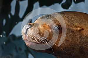 Steller Sea Lion (Eumetopias Jubatus)