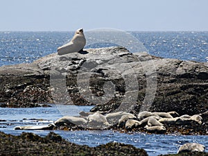 Steller Sea Lion with Harbor Seals