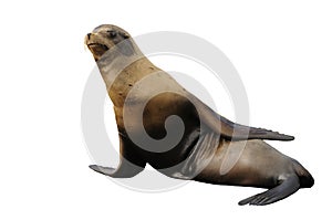 Steller sea lion isolated on white