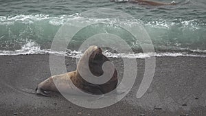 Steller sea lion male near the sealine.