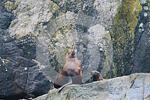 Steller sea lion at Resurrection Bay, Alaska, US