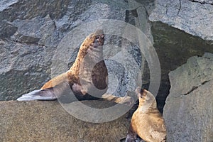 Steller sea lion at Resurrection Bay, Alaska, US